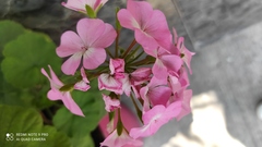 Pelargonium × hybridum