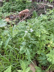 Cardamine leucantha