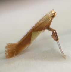 Caloptilia packardella