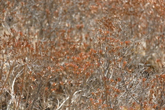 Rhododendron lepidotum