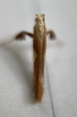 Caloptilia packardella