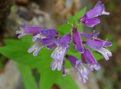 Penstemon smallii