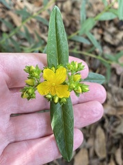 Hypericum sphaerocarpum