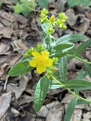 Hypericum sphaerocarpum