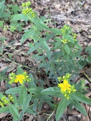 Hypericum sphaerocarpum