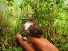 Microcerculus marginatus