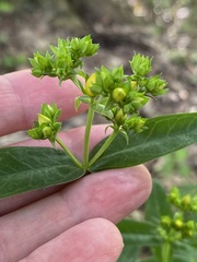 Hypericum sphaerocarpum