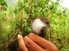 Microcerculus marginatus