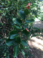 Punica protopunica