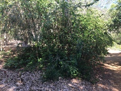 Punica protopunica