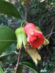 Punica protopunica