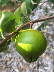 Punica protopunica