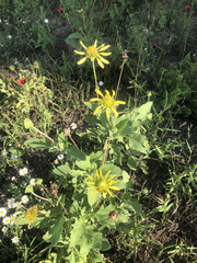 Tetragonotheca repanda