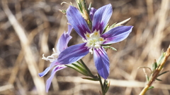 Eriastrum sapphirinum sapphirinum