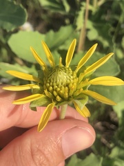 Tetragonotheca repanda