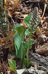 Veronica plantaginea