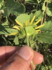 Tetragonotheca repanda