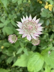 Astrantia