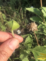 Tetragonotheca repanda