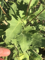 Tetragonotheca repanda