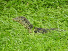 Varanus salvator bivittatus