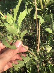 Tetragonotheca repanda