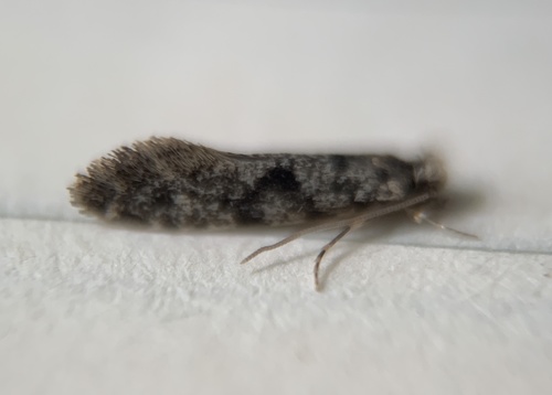European grain moth photo 5