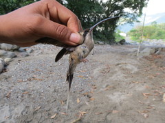 Phaethornis malaris
