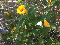 Hibiscus scottii