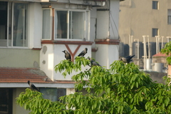 Corvus splendens