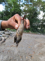 Phaethornis malaris