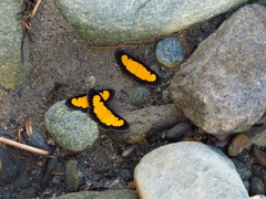 Xanthyris flaveolata