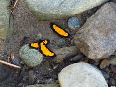 Xanthyris flaveolata