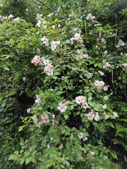 Rosa multiflora cathayensis