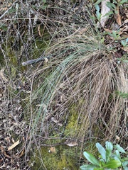 Poa rodwayi