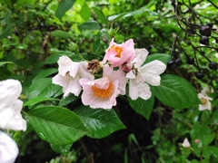 Rosa multiflora cathayensis