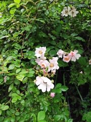 Rosa multiflora cathayensis