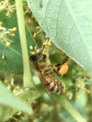 Apis mellifera