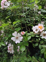 Rosa multiflora cathayensis