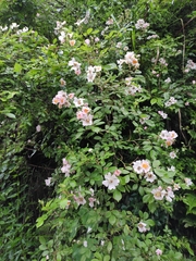 Rosa multiflora cathayensis