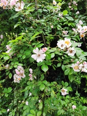 Rosa multiflora cathayensis