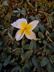 Plumeria pudica
