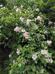 Rosa multiflora cathayensis