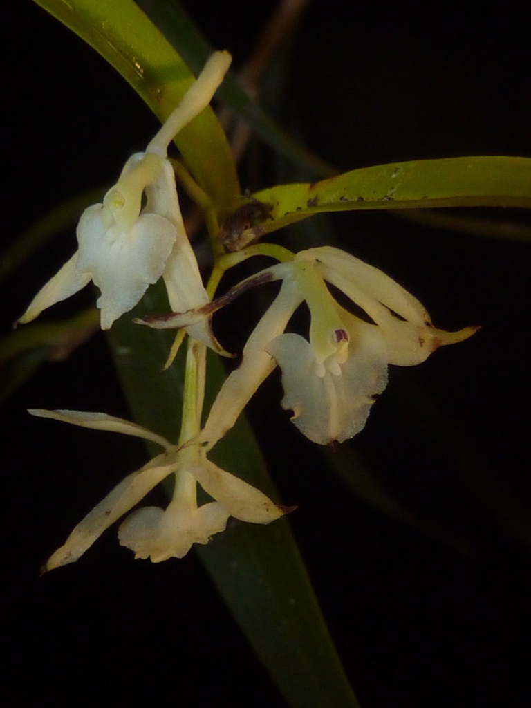 Epidendrum propinquum