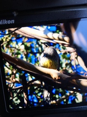 Anthochaera paradoxa