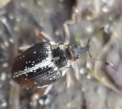 Ceutorhynchus semirufus