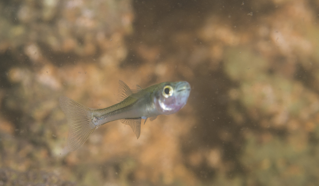 Alchichica Silverside