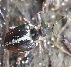 Ceutorhynchus semirufus