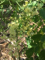 Moringa stenopetala