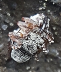 Ceutorhynchus semirufus